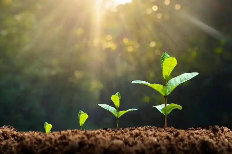 朱明伟：教育，要笃信种子和岁月的力量